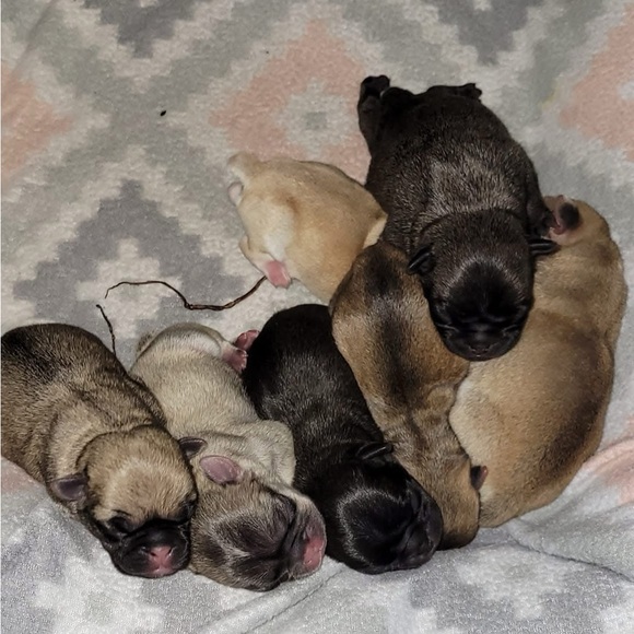 Meet your Posher, Fatima & My baby pugs - Picture 2 of 10
